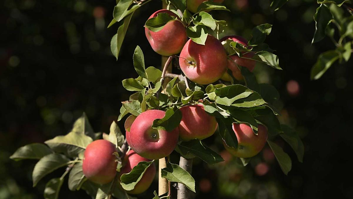 Mele fresche