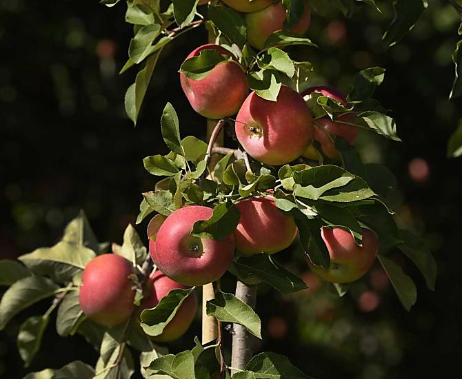 Mele fresche