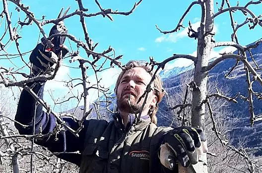 Per preservare la vitalità dei meli e ottenere un buon raccolto, in inverno i meli vengono potati.
