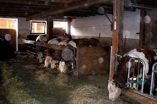 L’alimentazione delle mucche