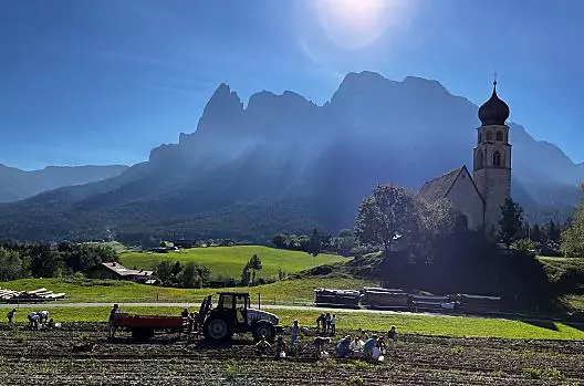 La raccolta delle patate