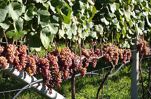 Uve di Gewürztraminer completamente mature, poco prima della vendemmia