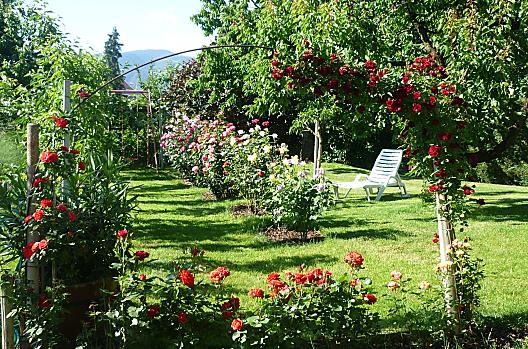 Il roseto nel suo splendore floreale