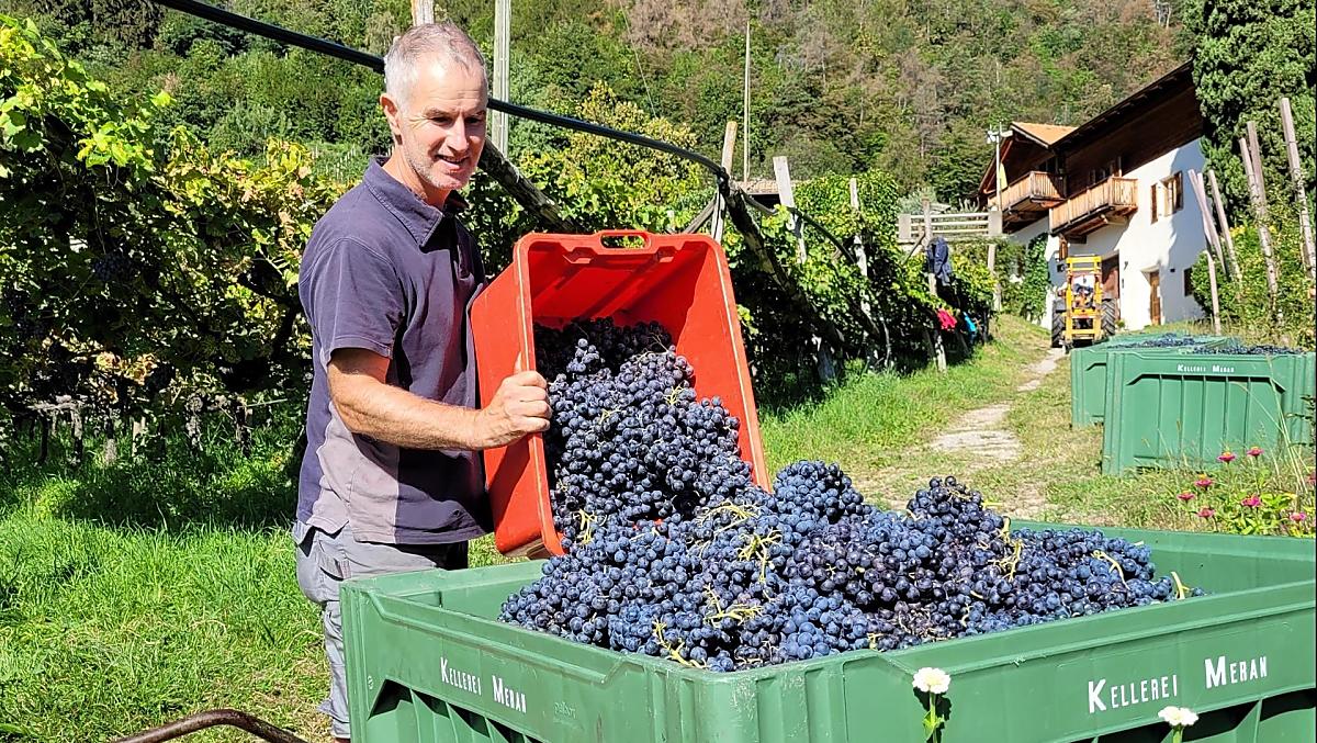 Clemens durante la vendemmia