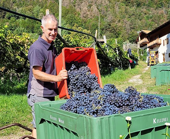 Clemens durante la vendemmia
