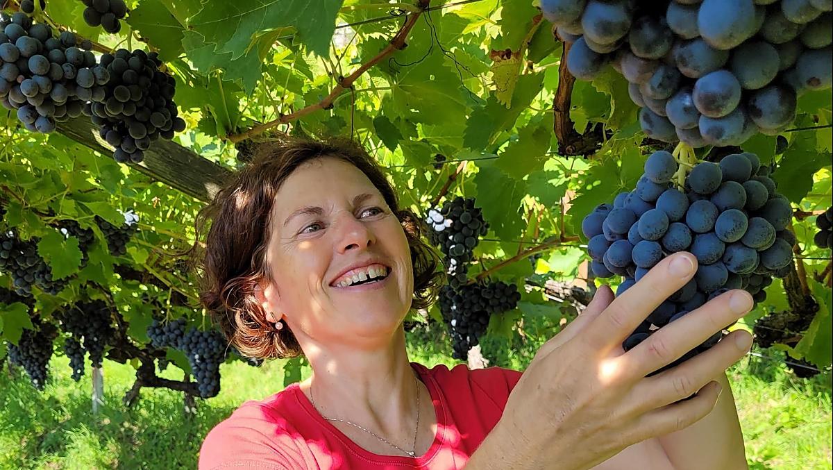 Johanna durante la vendemmia
