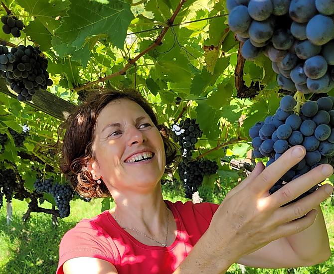 Johanna durante la vendemmia