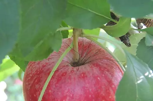 La raccolta delle mele inizia già a metà agosto.