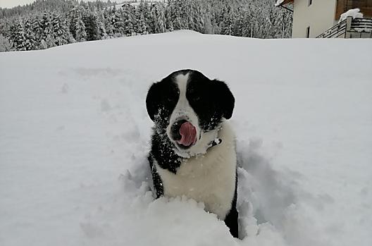 Bello, il cane del maso
