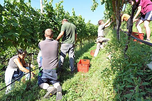 Vendemmia