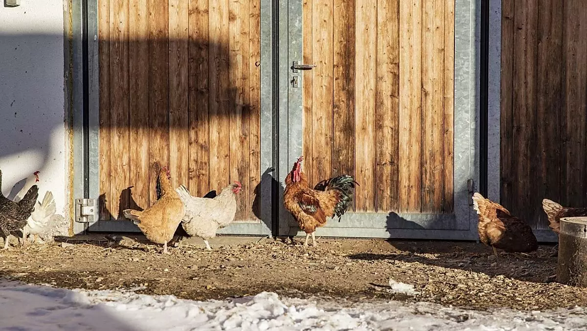 Le galline ci forniscono uova fresche