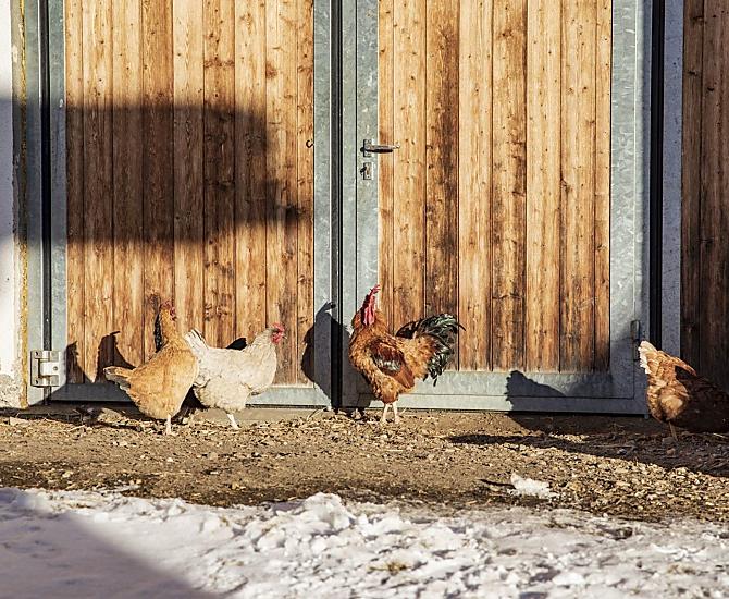 Le galline ci forniscono uova fresche