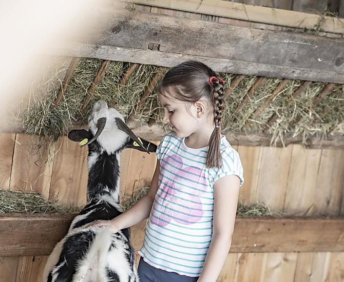 Gli animali adorano essere nutriti e accarezzati dai bambini.