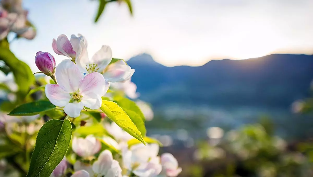 Il fiore di melo