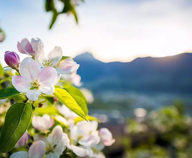 Il fiore di melo