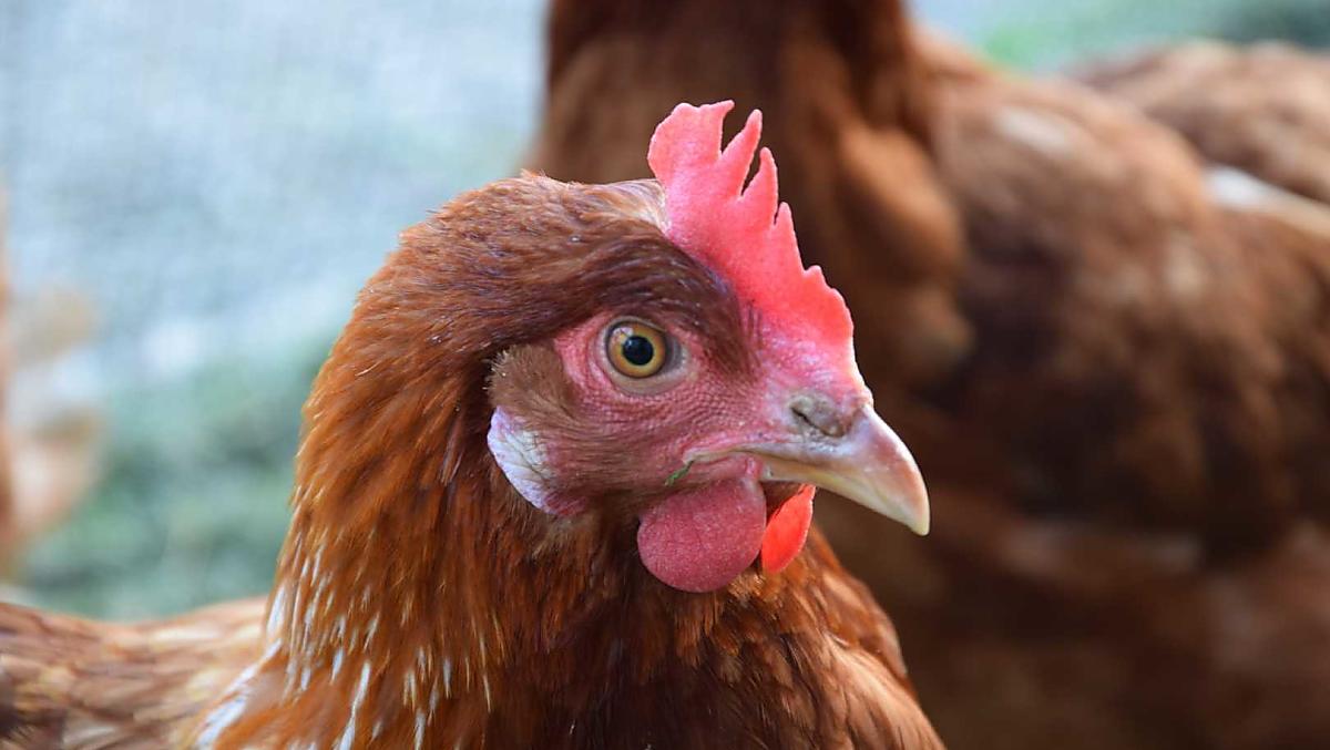 Su richiesta potrete ricevere le uova biologiche delle nostre galline felici.
