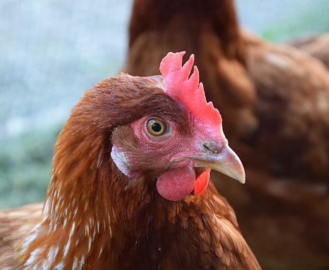 Su richiesta potrete ricevere le uova biologiche delle nostre galline felici.