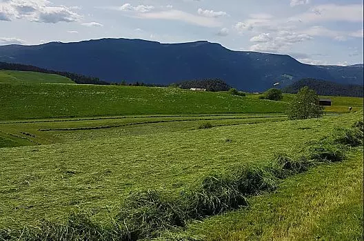 Il primo taglio viene sempre falciato all'inizio dell'estate come silo. Non appena l'erba si è asciugata leggermente, viene "impacchettata".