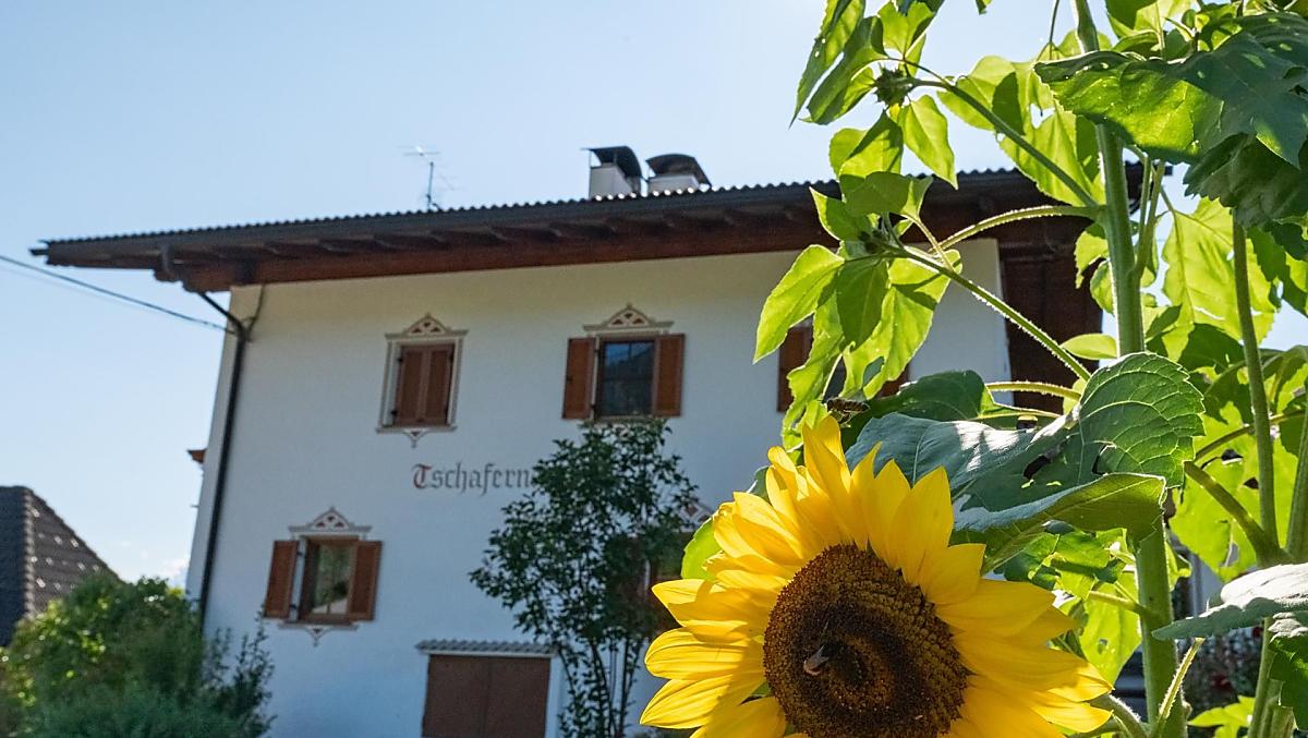 Un girasole nel giardino sul lato est della casa