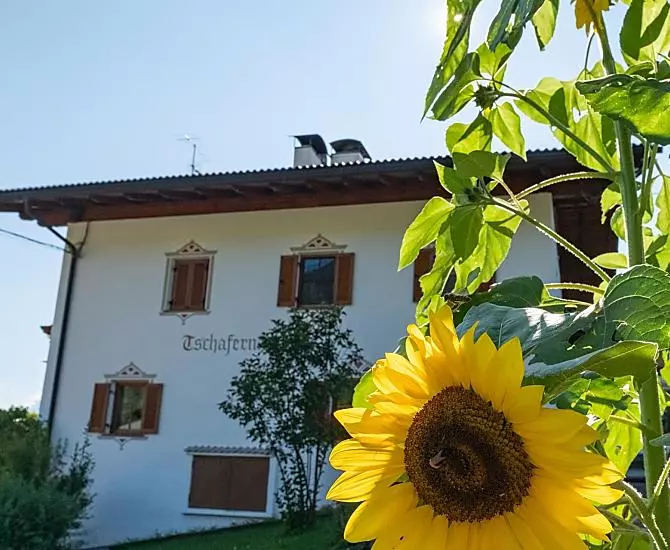 Un girasole nel giardino sul lato est della casa
