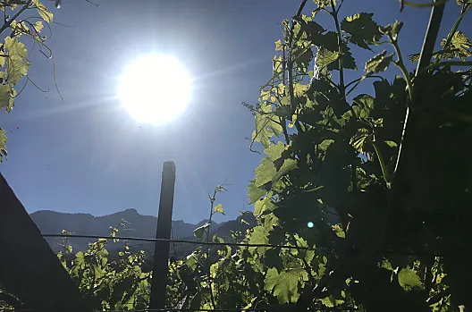 Non è solo l'autunno a dare forma al sapore dell'uva, ma tutto l'anno viene catturato in un buon bicchiere di vino. 