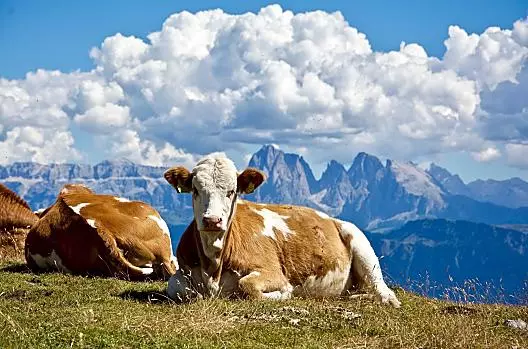 Le nostre mucche in alpeggio