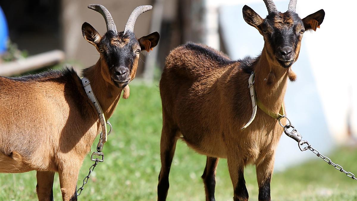 Le capre di montagna Hanni e Nanni