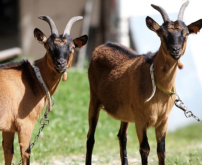 Le capre di montagna Hanni e Nanni