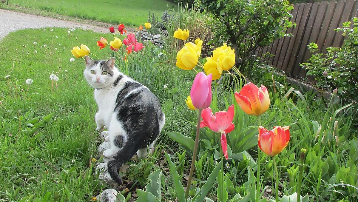 Felix e i tulipani