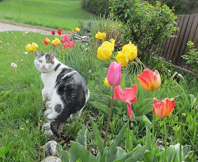 Felix e i tulipani