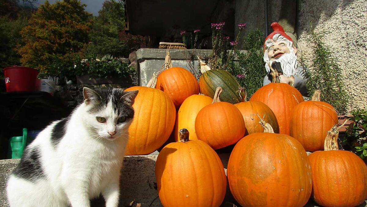 Il gatto Felix