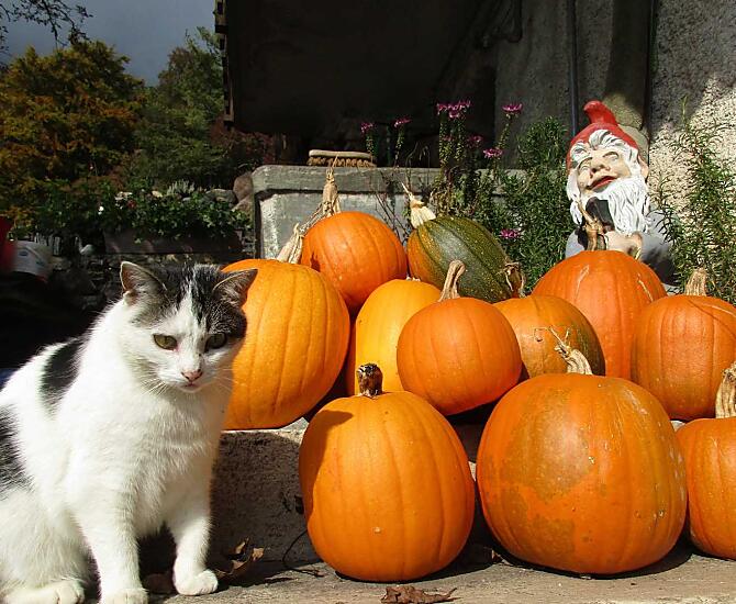 Il gatto Felix