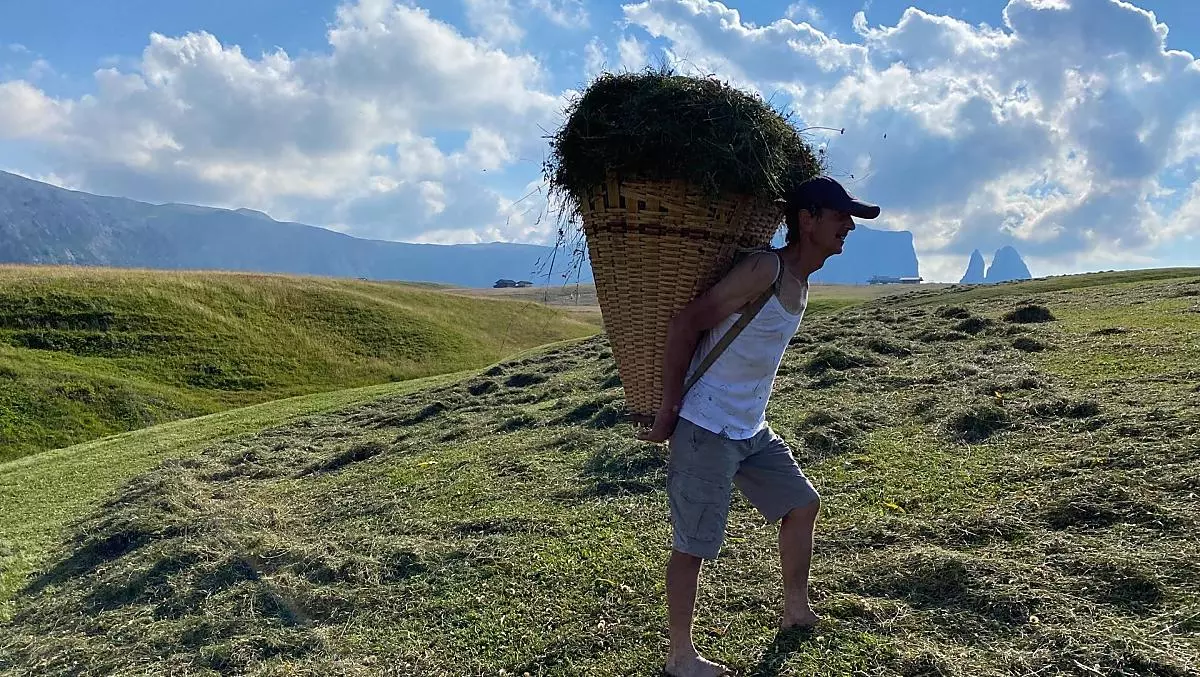 Raccolta del fieno sull'Alpe di Siusi