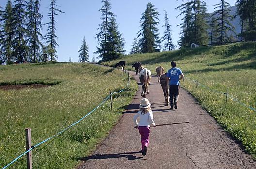Accompagnare i nostri vitelli al pascolo estivo