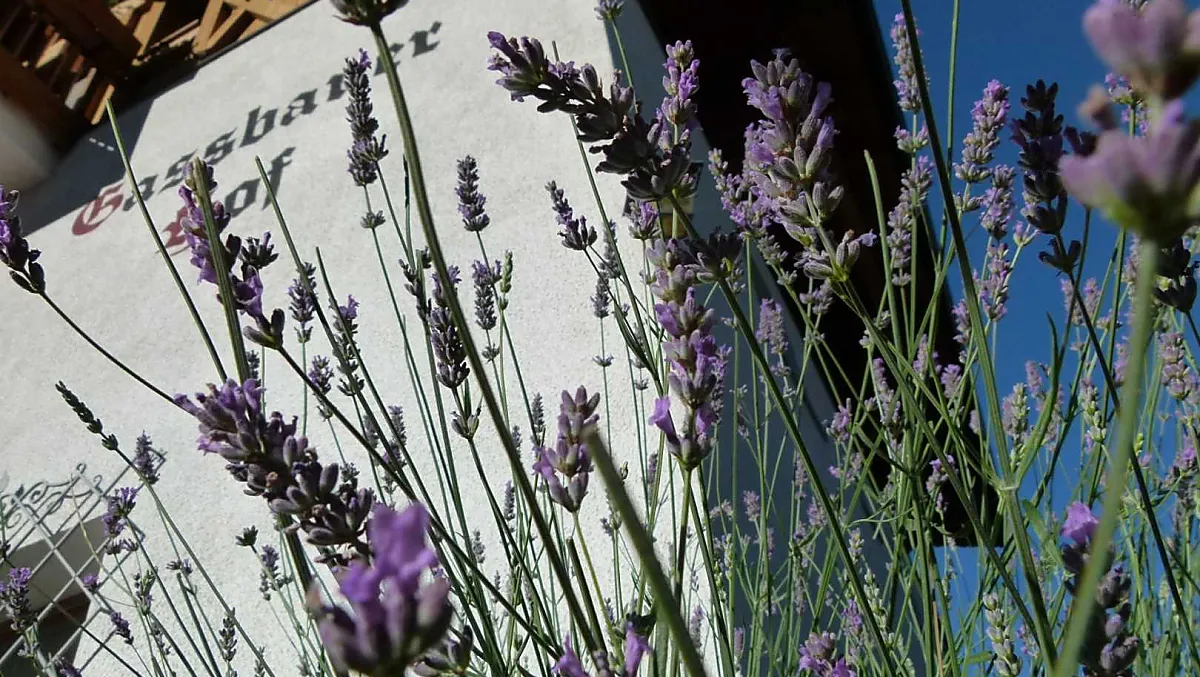 Lavanda: il profumo dell'estate