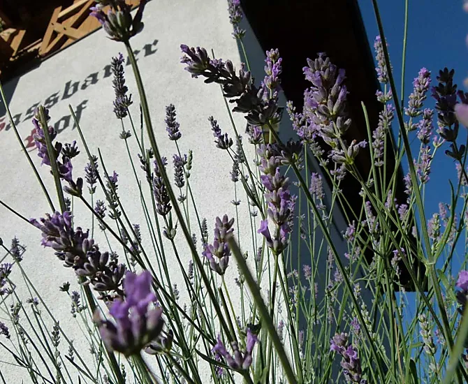 Lavanda: il profumo dell'estate