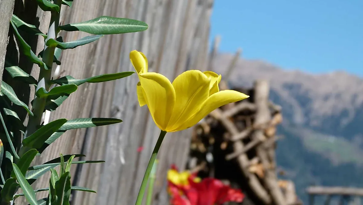 Messaggeri di primavera sul recinto del giardino