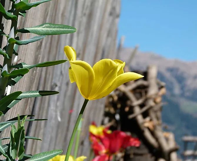 Messaggeri di primavera sul recinto del giardino