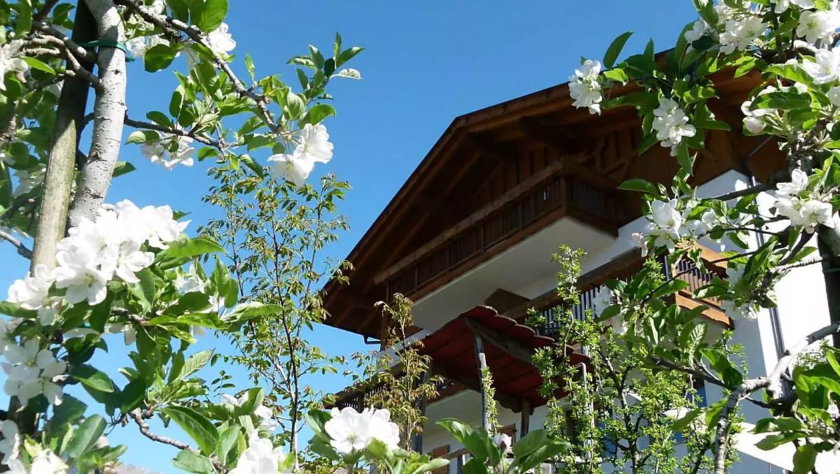Fiori di melo