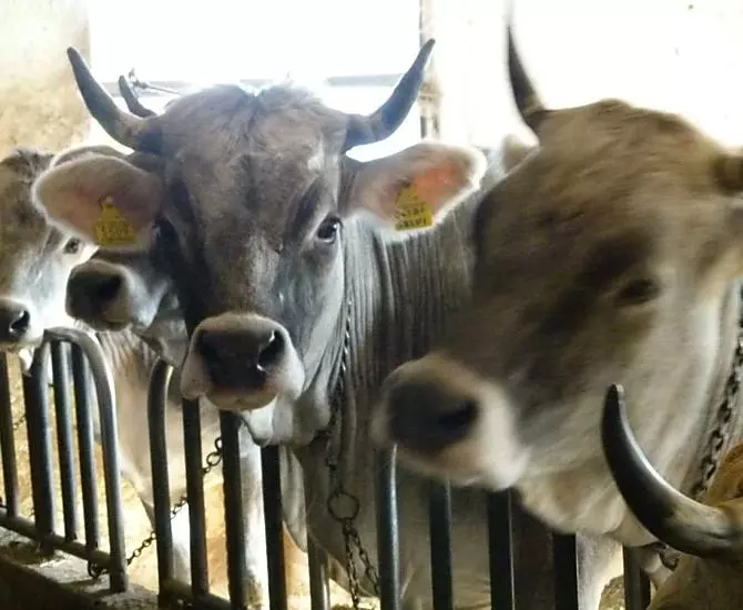 I nostri "grigi" nella stalla