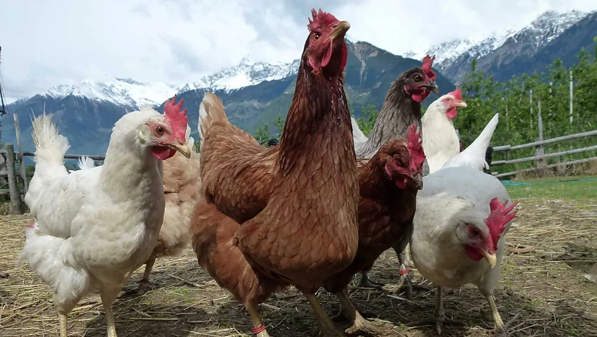 Un felice gruppo di galline