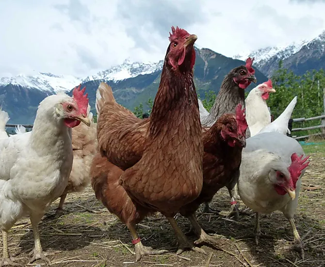Un felice gruppo di galline
