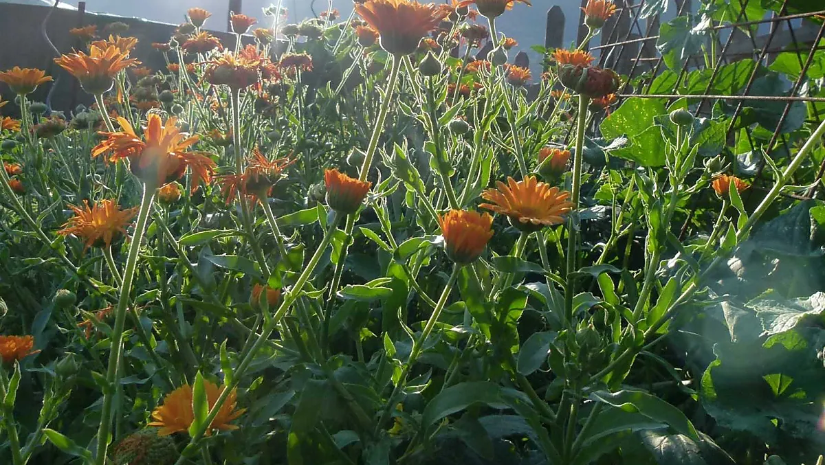 Estate inoltrata nel giardino del maso