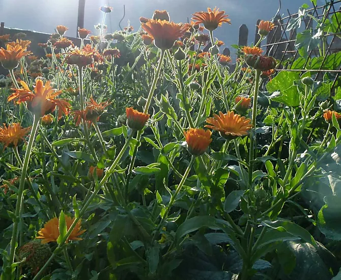 Estate inoltrata nel giardino del maso