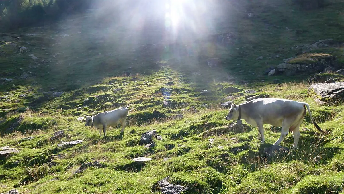 I nostri "grigi" in estate alla malga - un'esperienza speciale