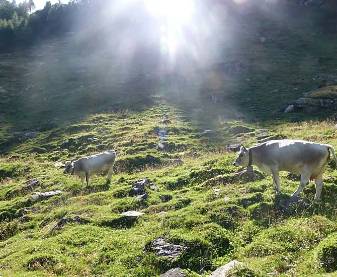 I nostri "grigi" in estate alla malga - un'esperienza speciale