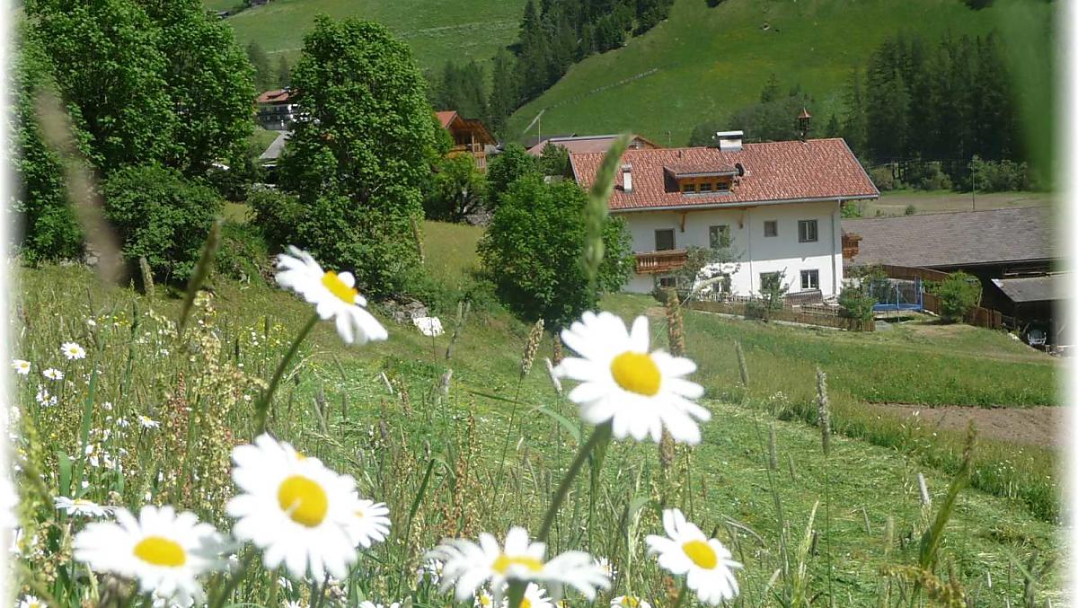 Ogni primavera porta con sé la magia di un inizio... Il maso nel pieno della fioritura delle margherite.
