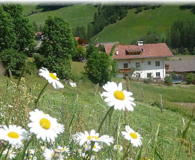 Ogni primavera porta con sé la magia di un inizio... Il maso nel pieno della fioritura delle margherite.