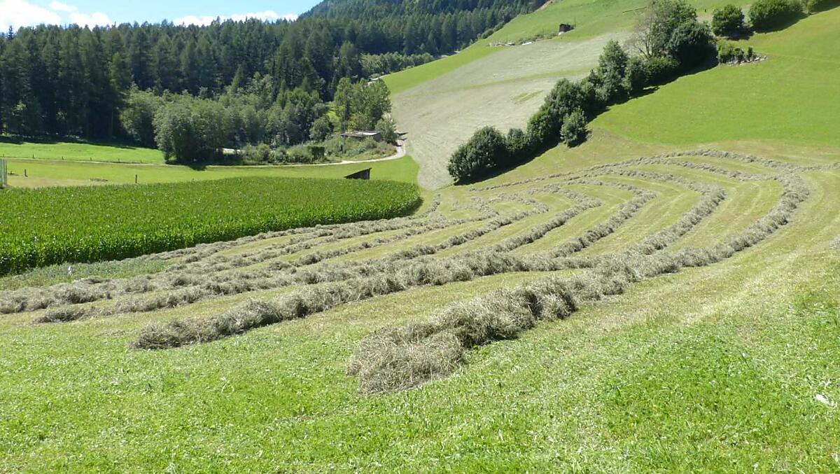 A giugno l'erba viene tagliata per la prima volta. Qui, famiglia, parenti e amici aiutano a portare l'erba secca nel fienile. 