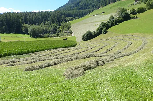 A giugno l'erba viene tagliata per la prima volta. Qui, famiglia, parenti e amici aiutano a portare l'erba secca nel fienile. 